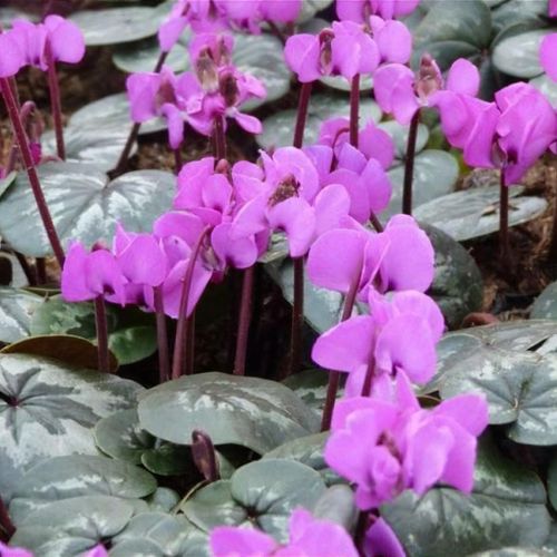 Cyclamen coum 'Cyberia Dark Rose' (Persian Violet) de gradina
