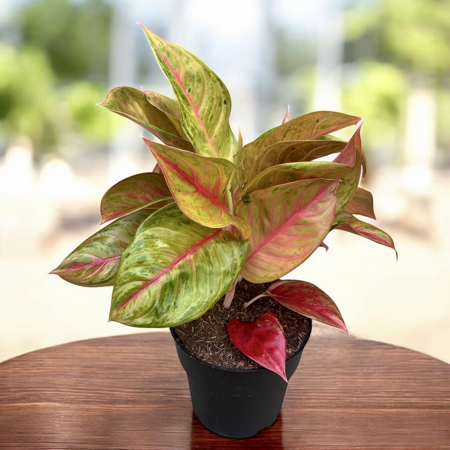 Plant Shop - Orchid Shop – Orhidee si Plante Rare, livrare Europa