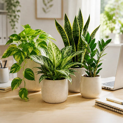 Plante birou