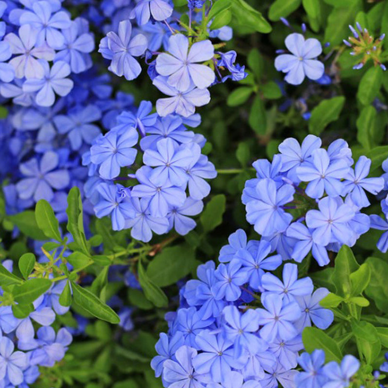 Plumbago auriculata (rakkauskukka)