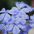 Plumbago auriculata (floarea dragostei)