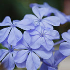 Plumbago auriculata (floarea dragostei)