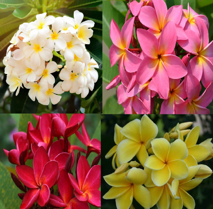 Plumeria rubra Hawaiian mix