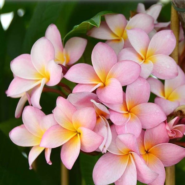 Plumeria rubra 'Sweet Pink'