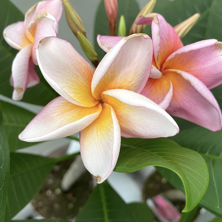 Plumeria rubra 'Hawaiian Opal Pink'