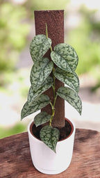 Scindapsus 'Silver Lady'