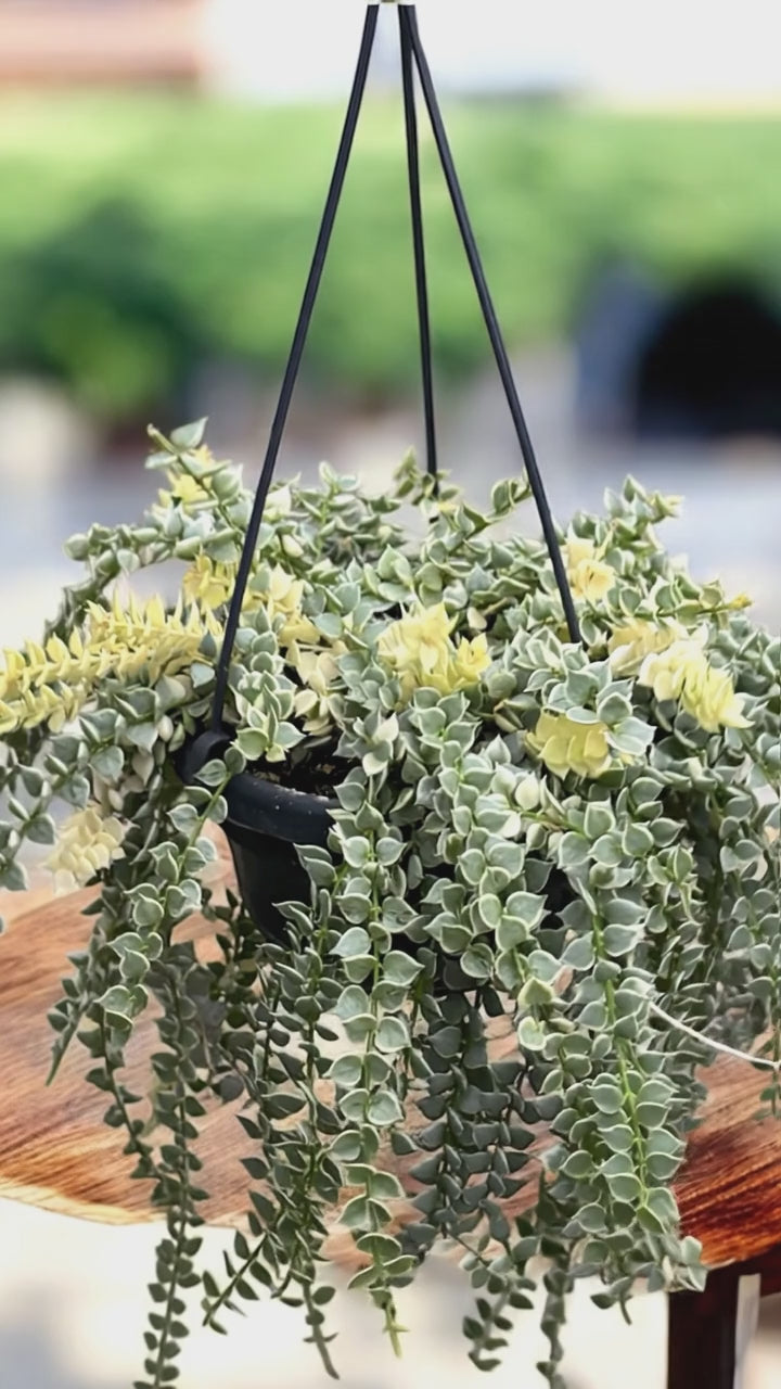 Dischidia ruscifolia 'Variegata' (Million Hearts plant) - exemplare dezvoltate