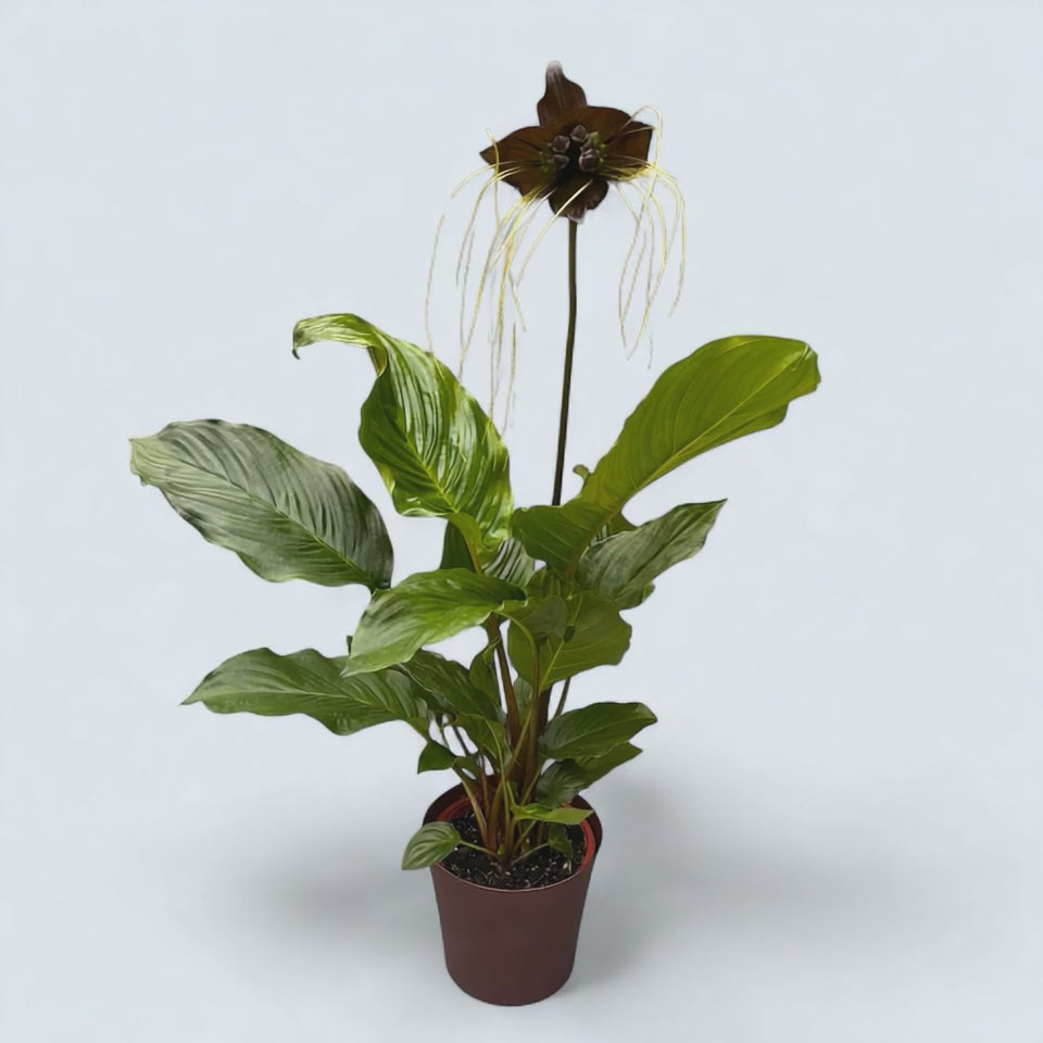 Tacca chantrieri – floarea-liliac negru, o raritate tropicala spectaculoasa