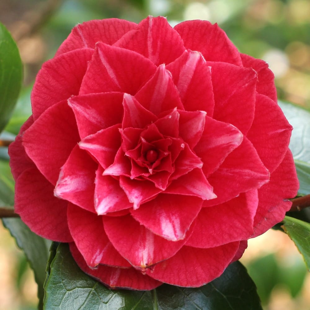 Inghet Camellia japonica 'Principessa Baciocchi' - rezistenta la inghet ...