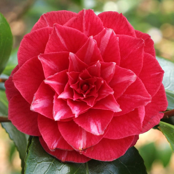 Camélia du Japon 'Principessa Bacioccho'
