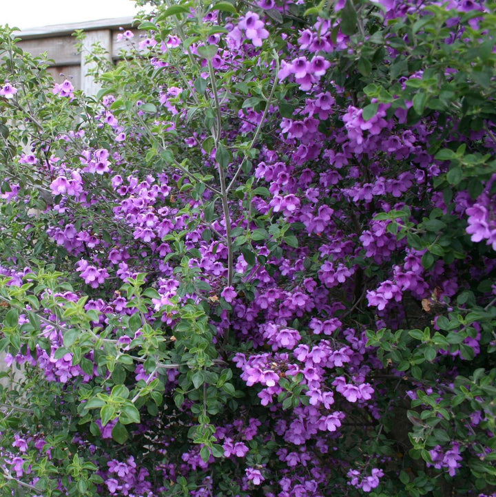 Prostanthera rotundifolia (Menta rotunda, Busuioc Australian)