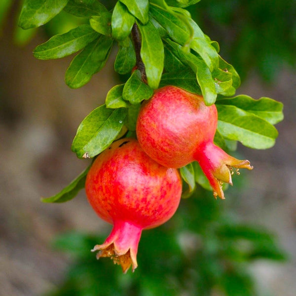 Pomegranate - Punica granatum * edible fruit