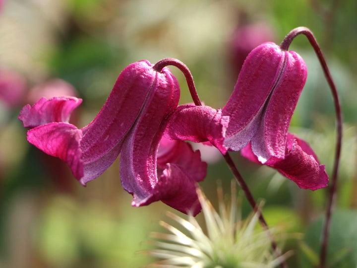 Clematis 'Queen Mother'