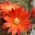 Rebutia heliosa var. condorensis – cactus miniature à floraison spectaculaire