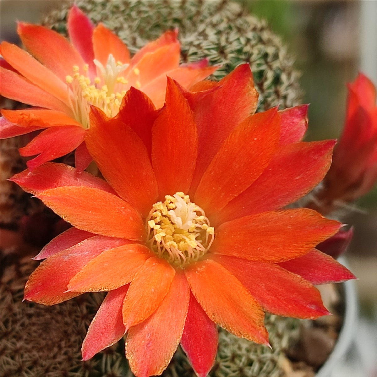 Rebutia heliosa var. condorensis – cactus miniatural cu inflorire spectaculoasa