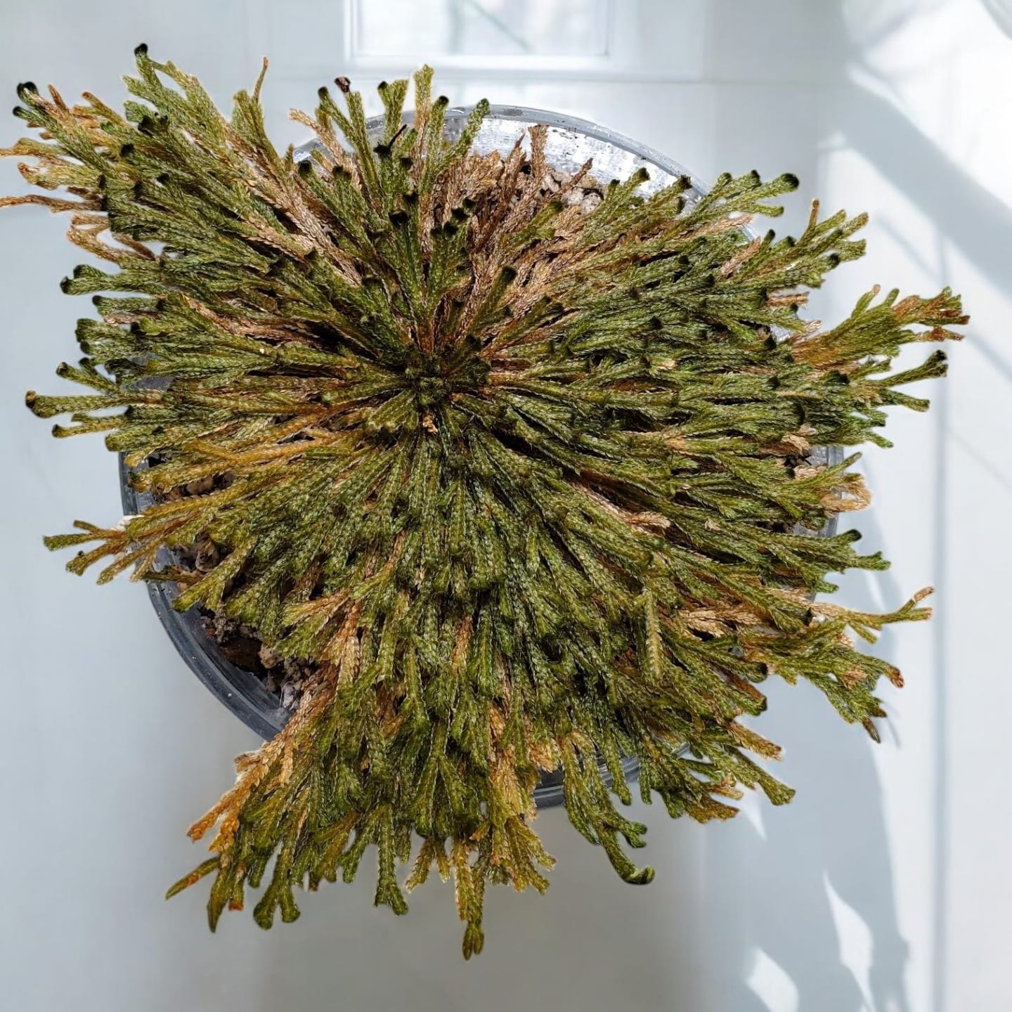 Trandafirul de Jericho - Selaginella lepidophylla, Trandafirul Sf Maria