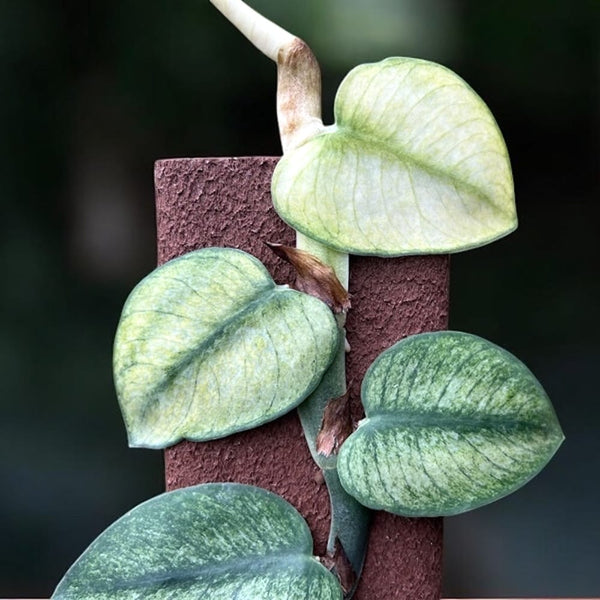 Rhaphidophora hongkongensis 'Variegata' (mint variegation)