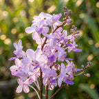 Rhynchonopsis Kasorn's Viola Coequestris