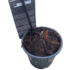 Rizomi de bujori speciali in ghiveci