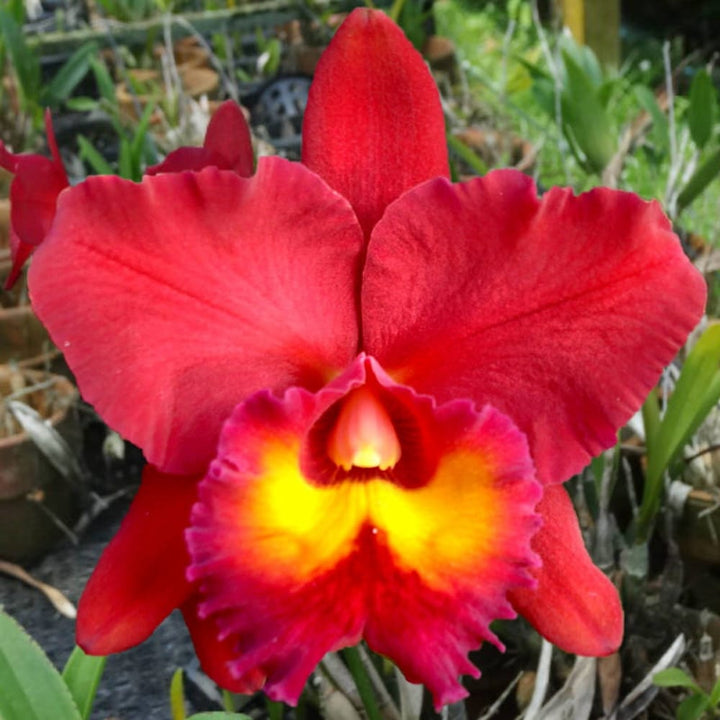 Rlc. Chialin Red Sun