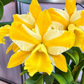 Rlc. Hua Young Gold 'Pretty' BM/TIOS