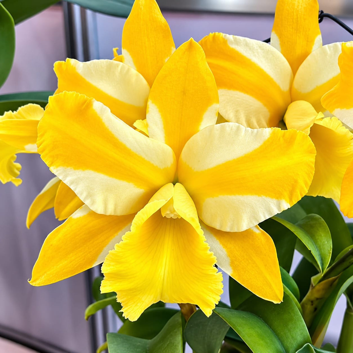 Rlc. Hua Young Gold 'Pretty' BM/TIOS