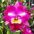 Rlc. Irma Selles 'Black Cat'