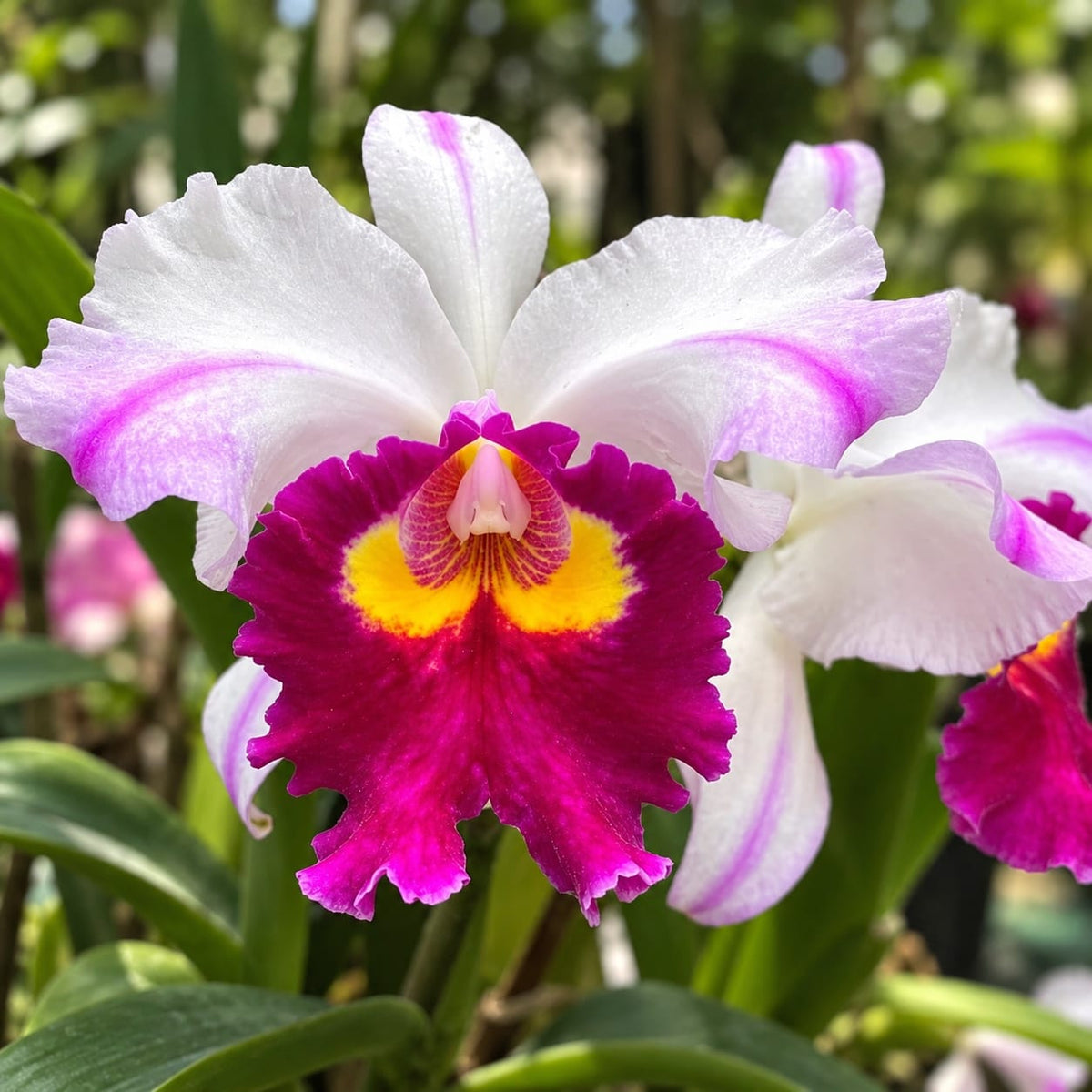 Rlc. Kuwale Gem