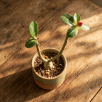 Adenium obesum 'Golden Bambi' (variegated)