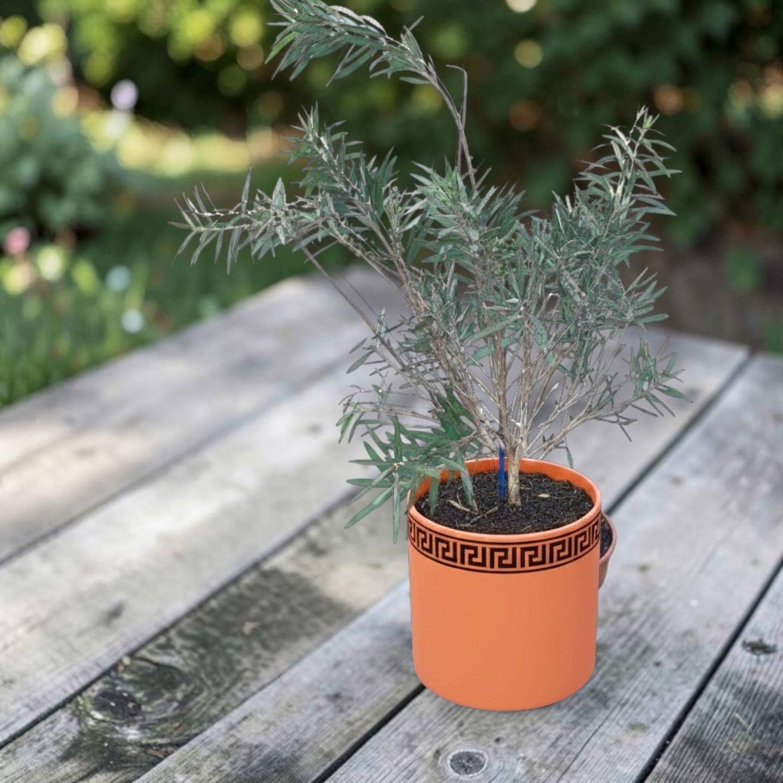 Callistemon laevis (Callistemon citrinus «Splendens»)