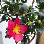 Bonsai Camellia sasanqua „Yuletide“ - Herbstkamelie in Bonsai-Form