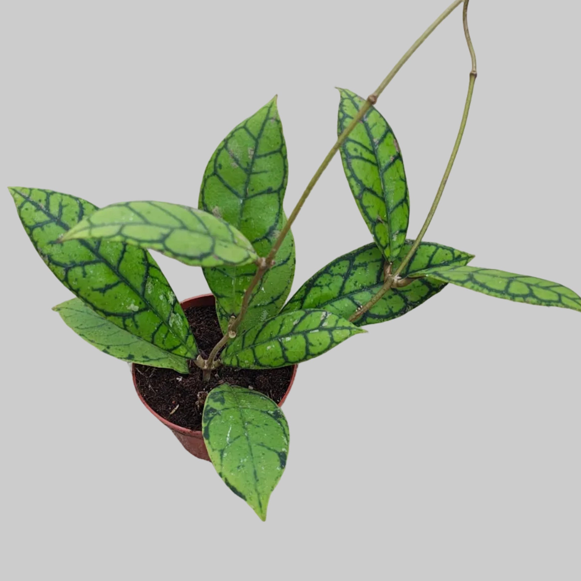 Hoya callistophylla D9 – Secret Garden Plant Shop