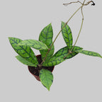 Hoya callistophylla D9