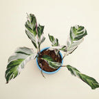 Calathea 'White Fusion'