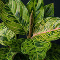 Aglaonema 'Spiderman' – Aglaonema mit rosa Adern und spektakulärem tropischem Laub