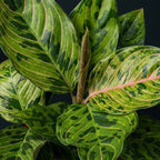 Aglaonema 'Spiderman' – Aglaonema mit rosa Adern und spektakulärem tropischem Laub