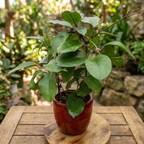 Hoya fungii - flori parfumate D12