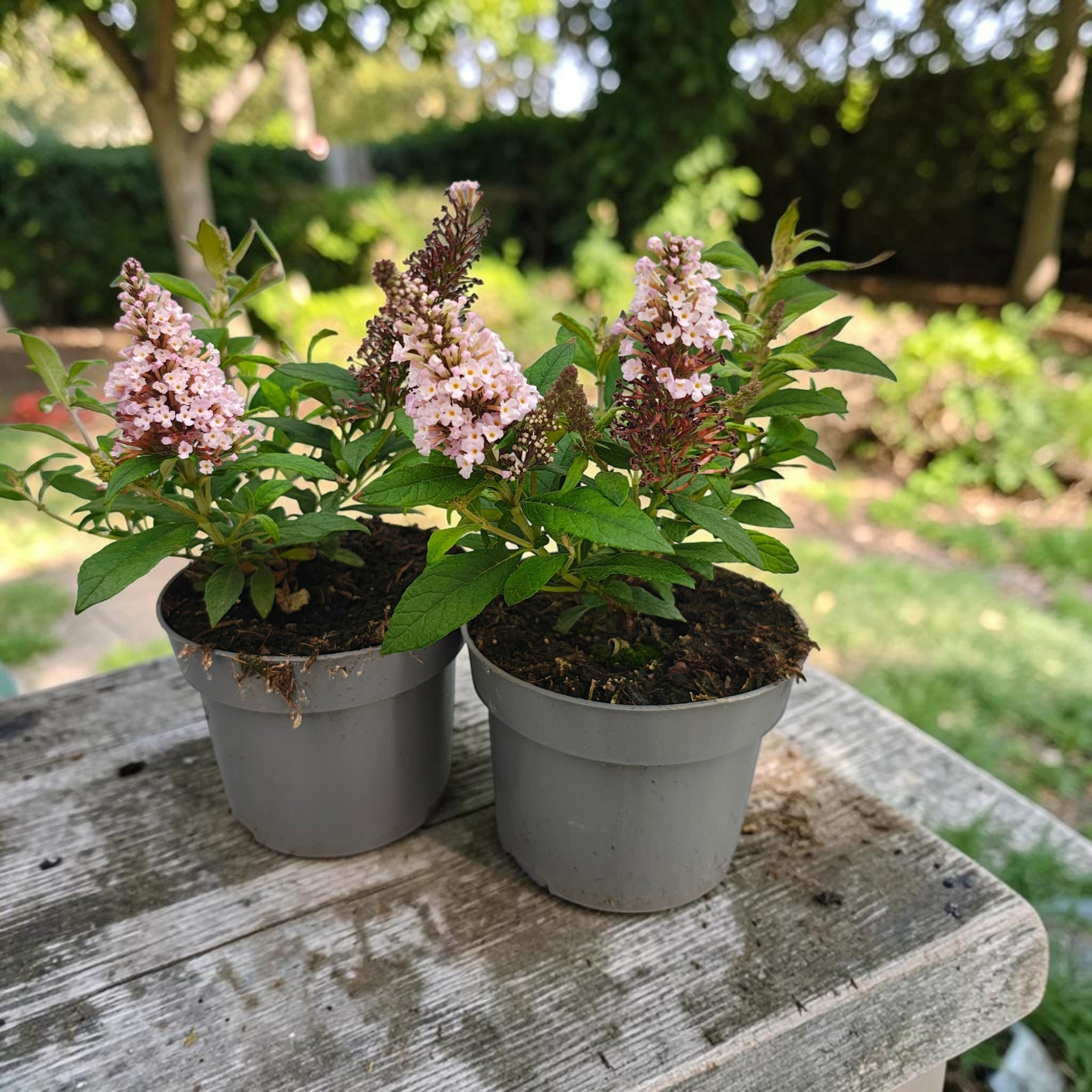 Buddleja davidii ‘Little Rockstars Pink’ - lila de verano enano, con aroma delicado
