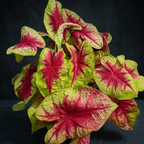 Caladium 'Lemon Blush' XL – spektakulär caladium med limegröna blad