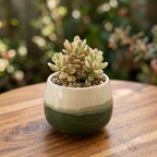 Sedum 'Alice Variegata' - iarba grasa variegata si rezistenta