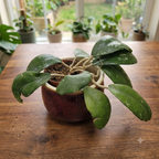 Hoya vitellina 'Java' (IML 1348 H88)