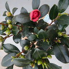 Bonsai Camellia sasanqua „Yuletide“ - Herbstkamelie in Bonsai-Form