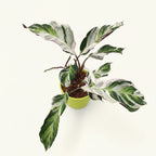 Calathea 'White Fusion'
