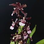 Oncidium 'Purple Grape'