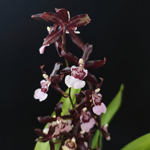 Oncidium 'Purple Grape'