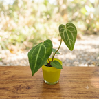 Anthurium magnificum (Babypflanze - juvenile Form)