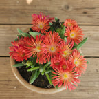 Delosperma cooperi 'Jewel of Desert Garnet' – die spektakuläre Eisblume