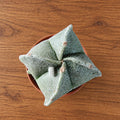 Astrophytum myriostigma quadricostatum - Czapka biskupa