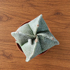 Astrophytum myriostigma quadricostatum - Czapka biskupa
