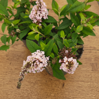 Buddleja davidii ‘Little Rockstars Pink’ - lila de verano enano, con aroma delicado